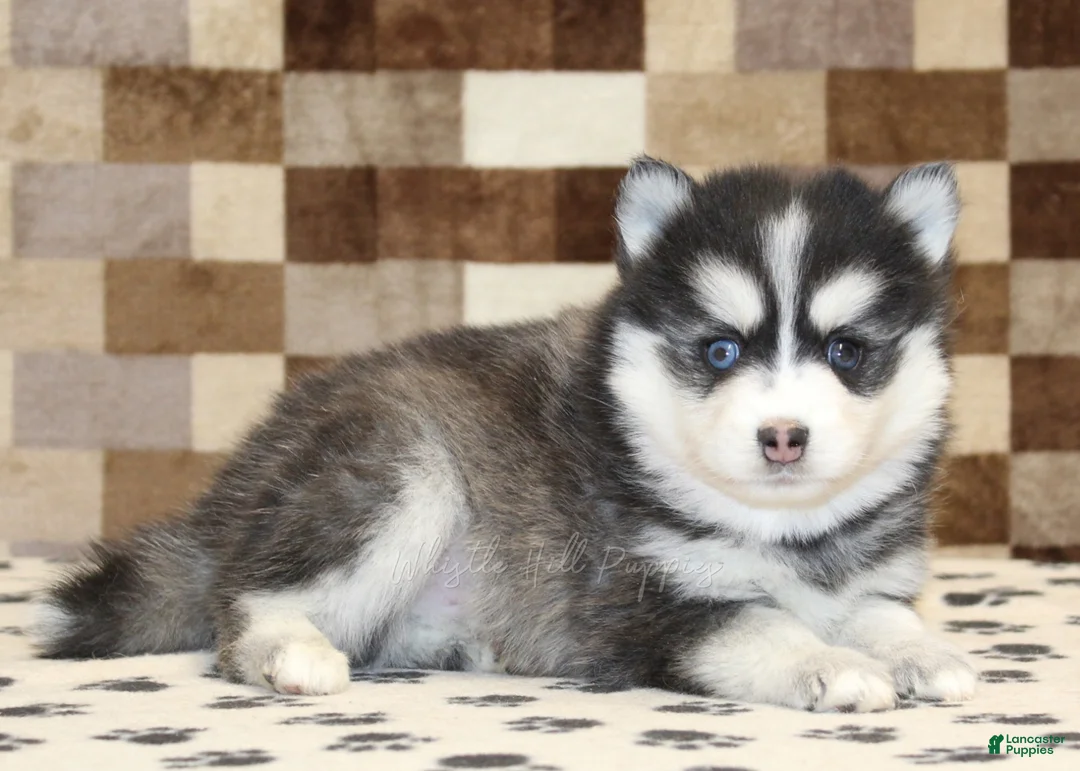 Pomsky dogs for sale: Ivan - Ad 2