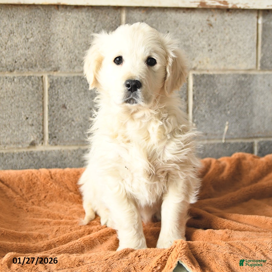 Golden Retriever dogs Winter - Ad 16