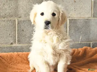 Golden Retriever dogs Winter - Ad 16