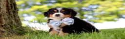 Mini Bernedoodle dogs for sale: Jimminy Cricket - Ad 3
