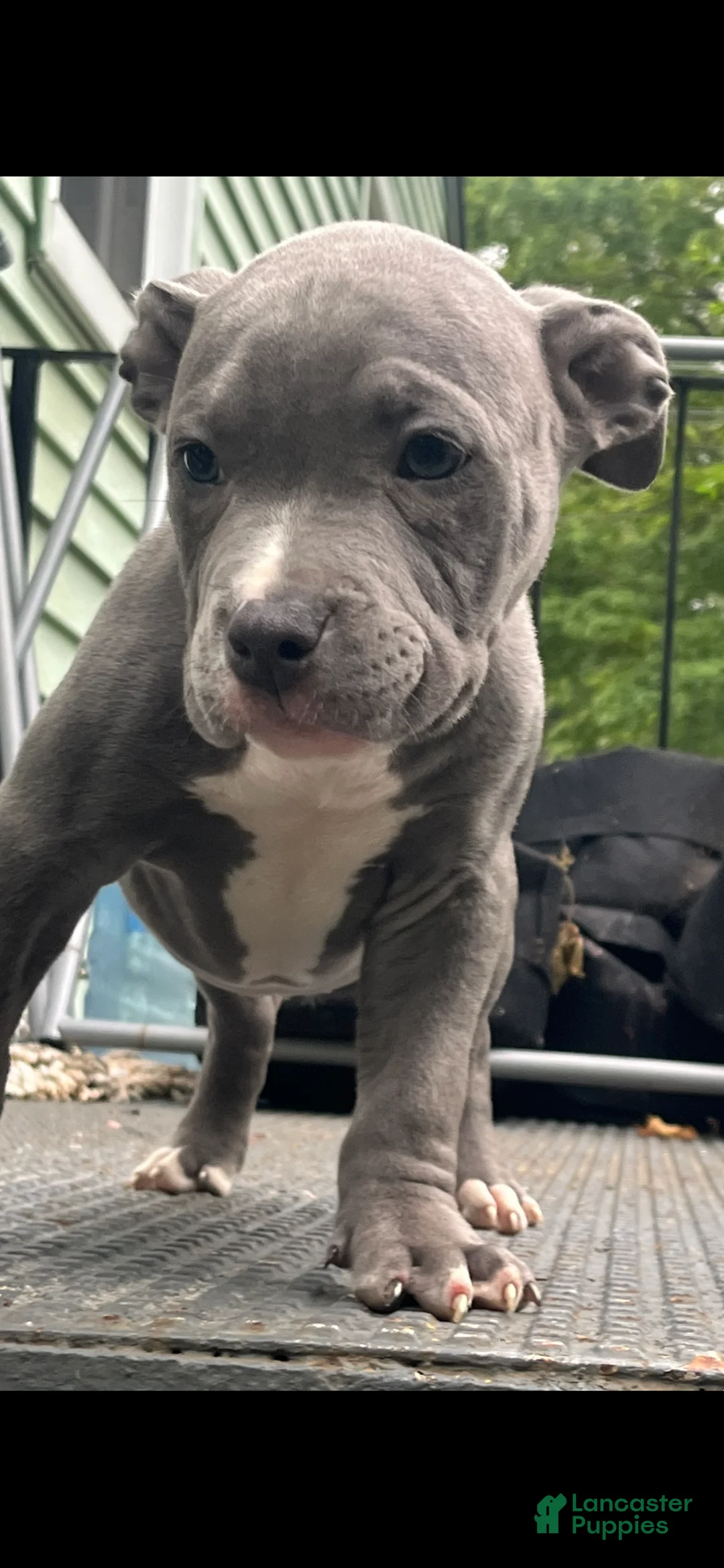 American Bully dogs for sale: Beau - Ad 17