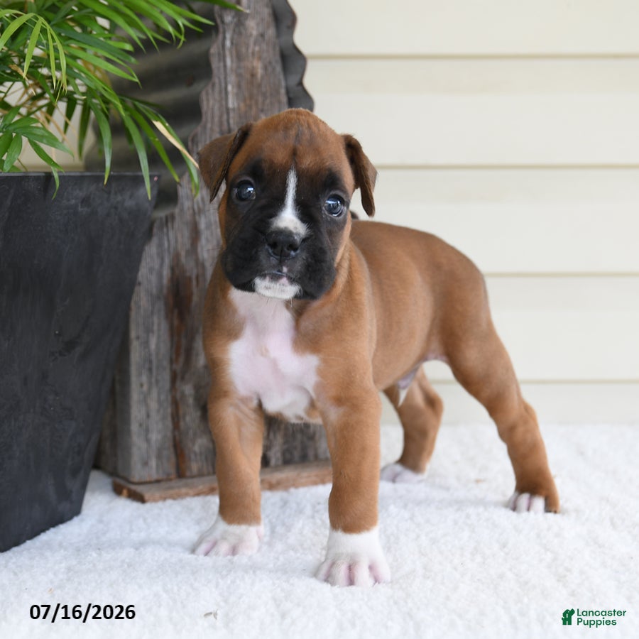 Boxer dogs Snoopy - Ad 2