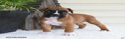 Boxer dogs for sale: Snoopy - Ad 2
