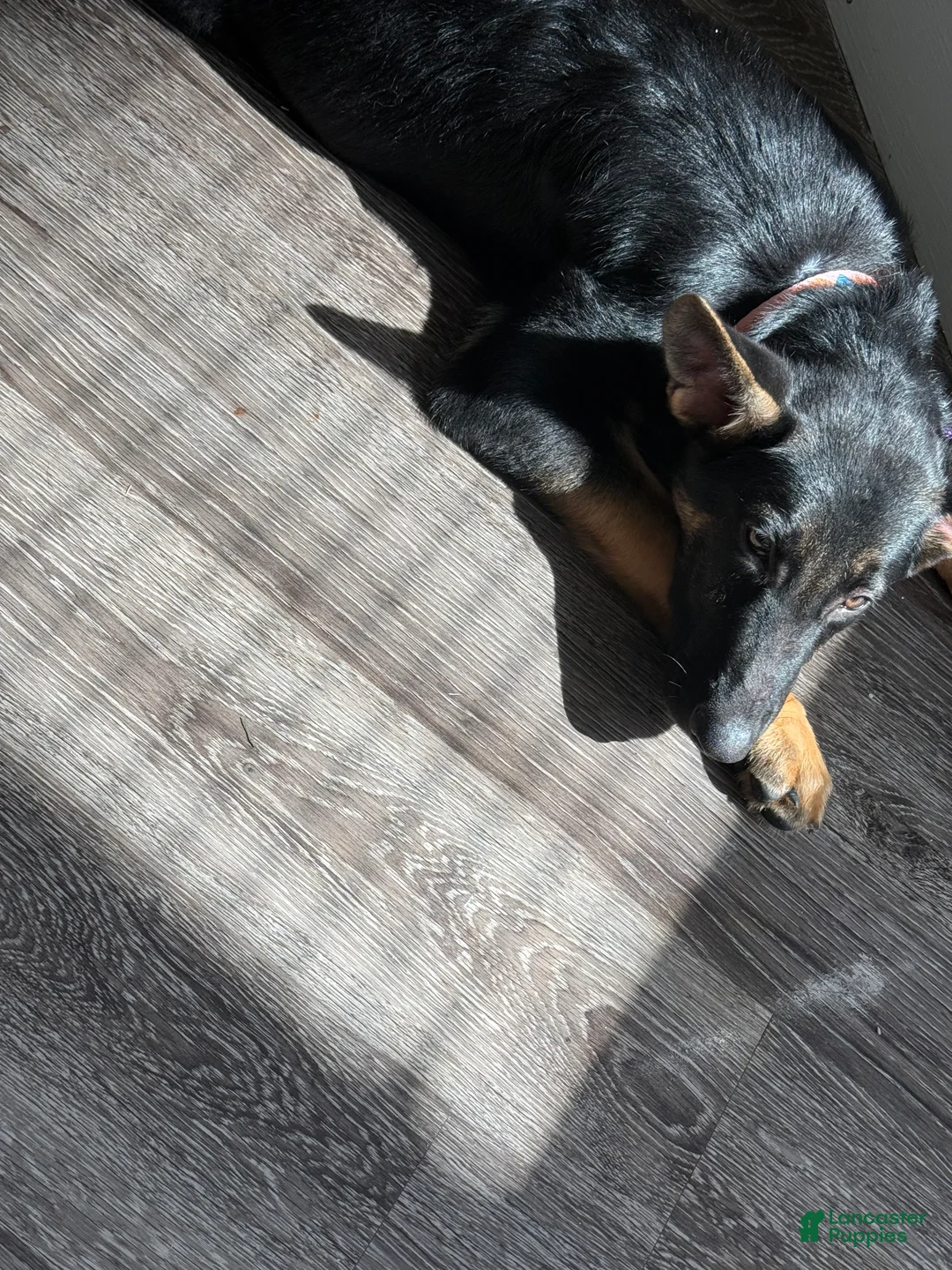 German Shepherd dogs for sale: German Shepherd 2 - Ad 2
