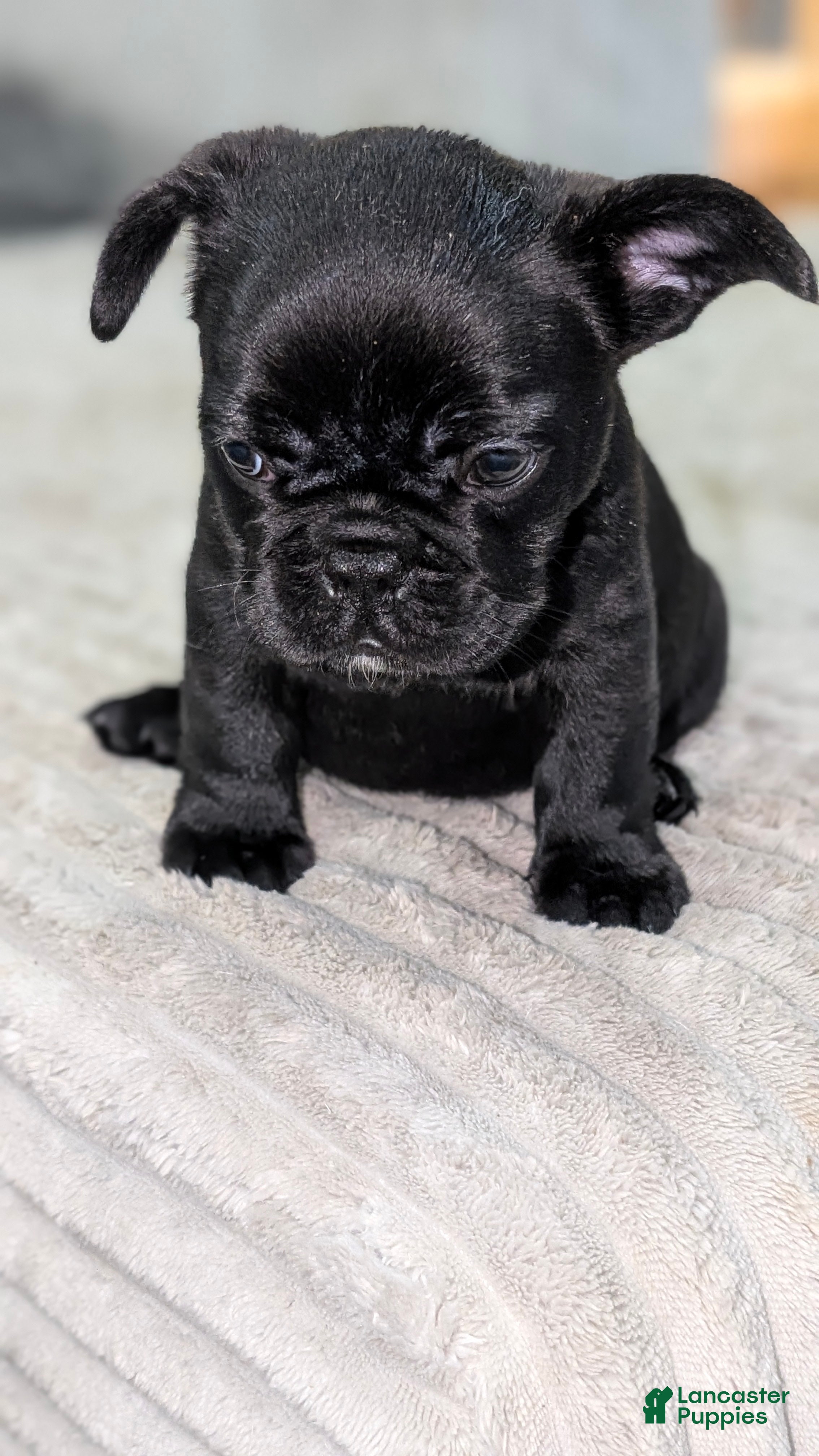 French Bulldog dogs Chocolate Blue - Ad 1