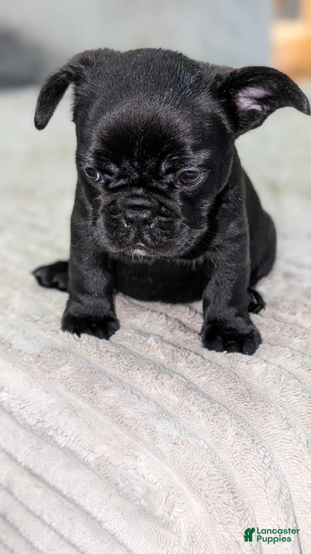 French Bulldog dogs for sale: Chocolate Blue - Ad 1
