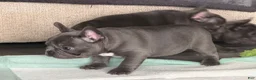 French Bulldog dogs for sale: French Bulldog Puppy 1 - Ad 2