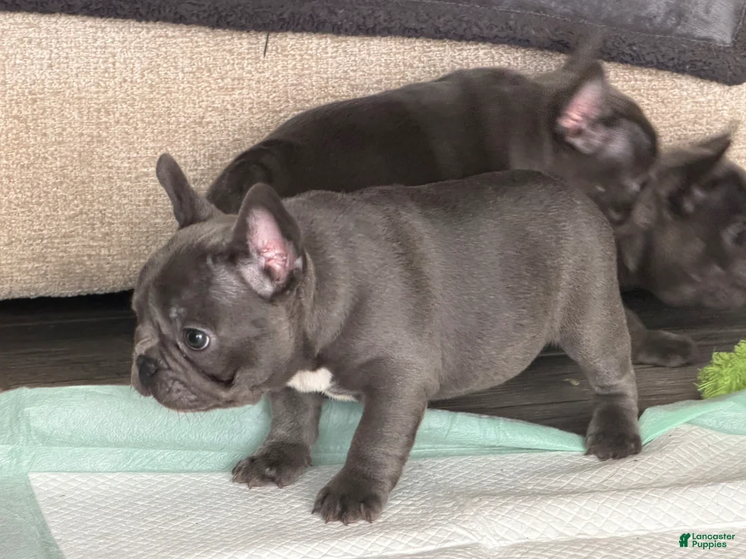 French Bulldog dogs for sale: French Bulldog Puppy 1 - Ad 2