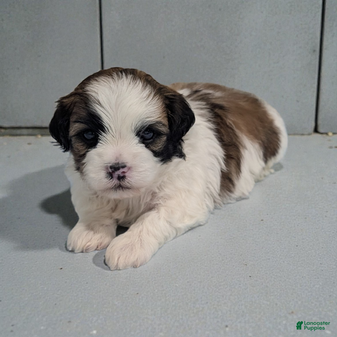Shihpoo dogs Ripley - Ad 1