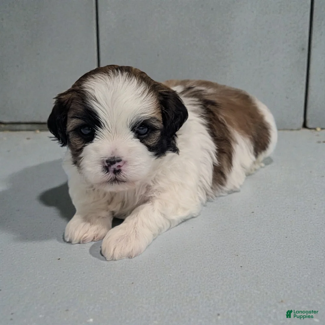 Shihpoo dogs for sale: Ripley - Ad 1