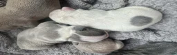 French Bulldog dogs for sale: French Bulldog 5 FEMALE - Ad 3