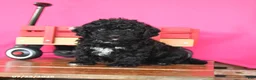 Toy Poodle dogs for sale: Joy - Ad 3