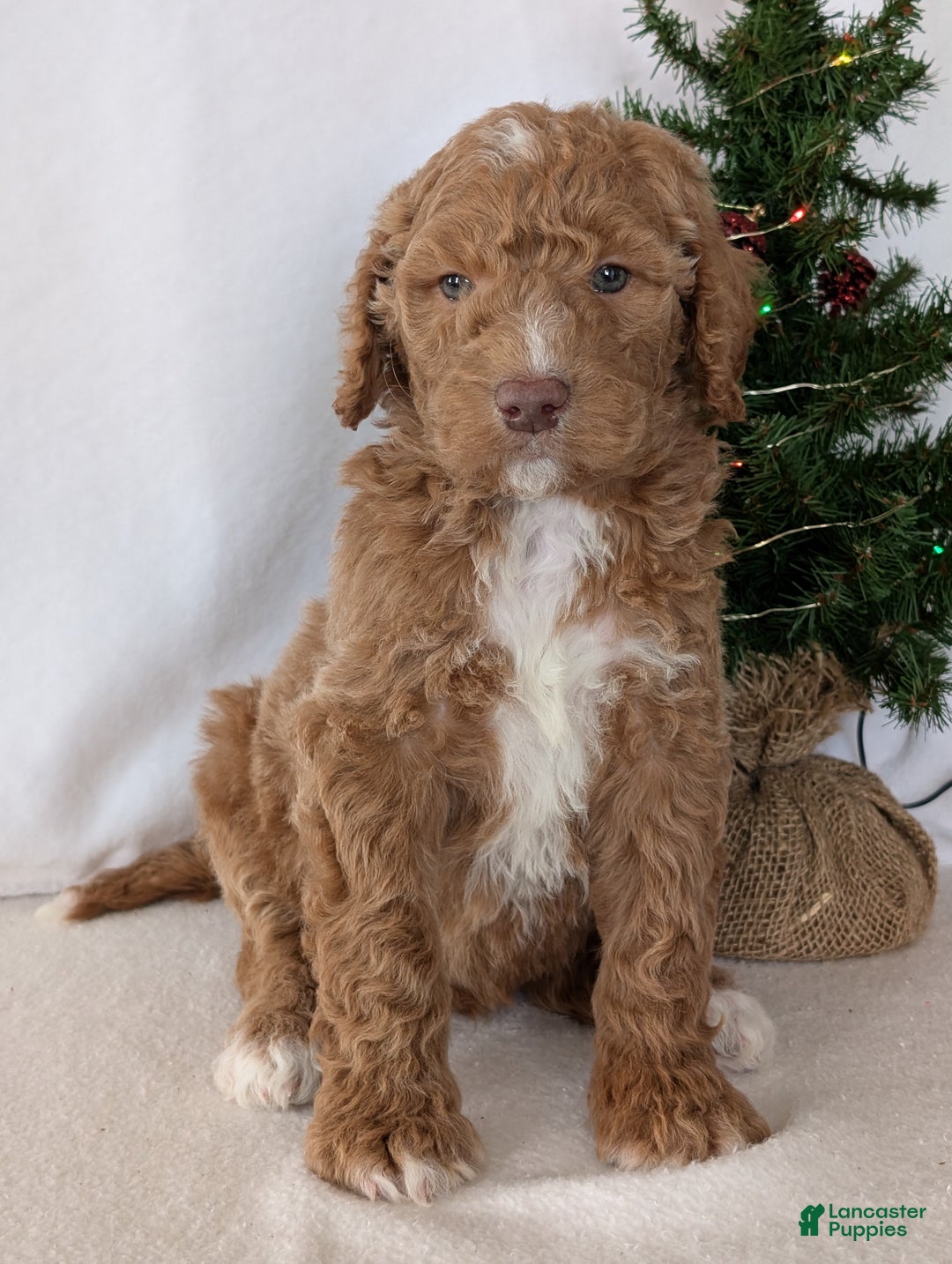 Goldendoodle dogs for sale: Parker - Ad 4