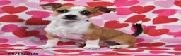 Chihuahua dogs for sale: Teddy - Ad 4