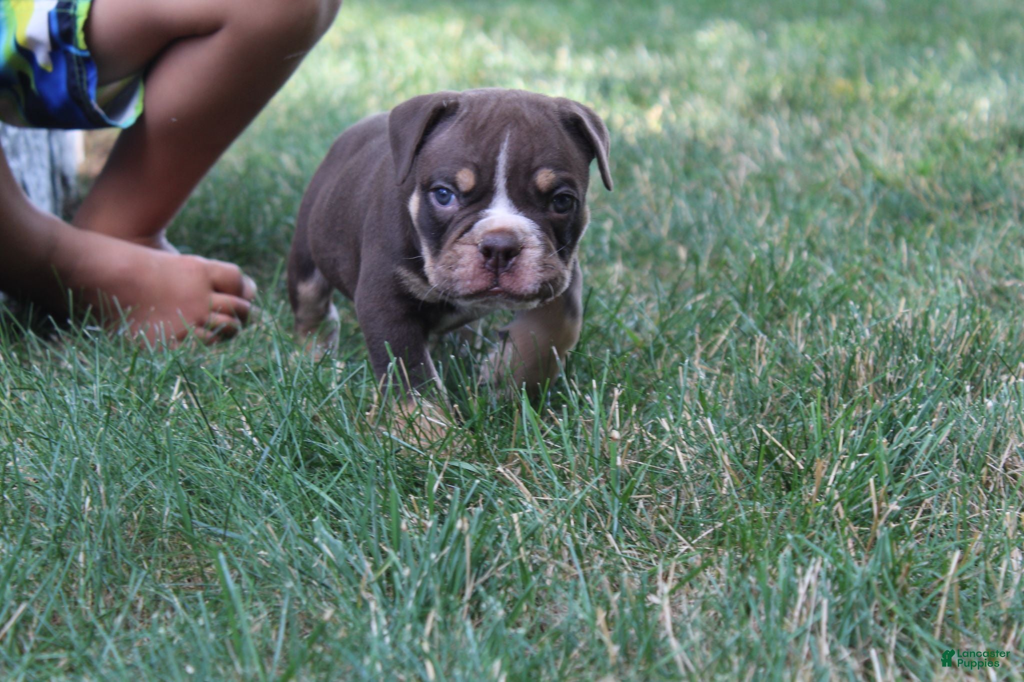 Olde English Bulldogge dogs Olde English Bulldogge 1 - Ad 1