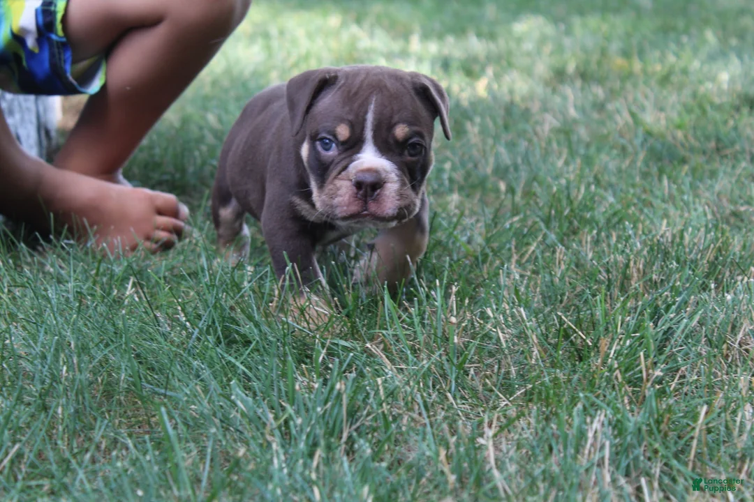 Olde English Bulldogge dogs for sale: Olde English Bulldogge 1 - Ad 1