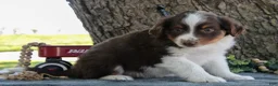 Miniature Australian Shepherd dogs for sale: Buster - Ad 3