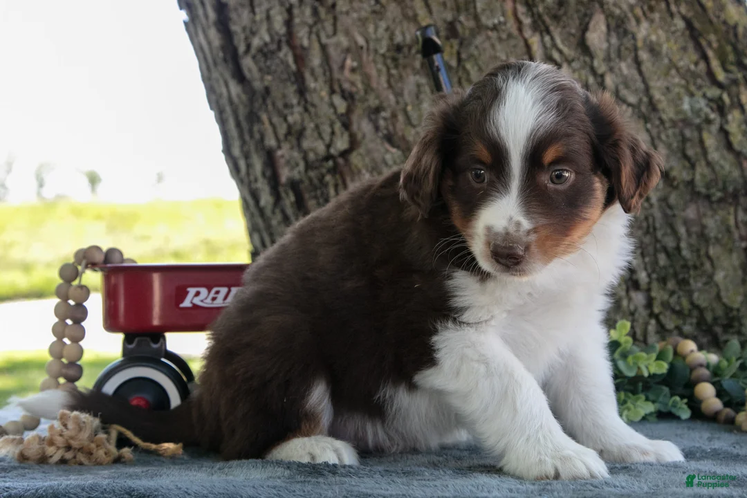 Miniature Australian Shepherd dogs for sale: Buster - Ad 3