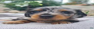 Kipper