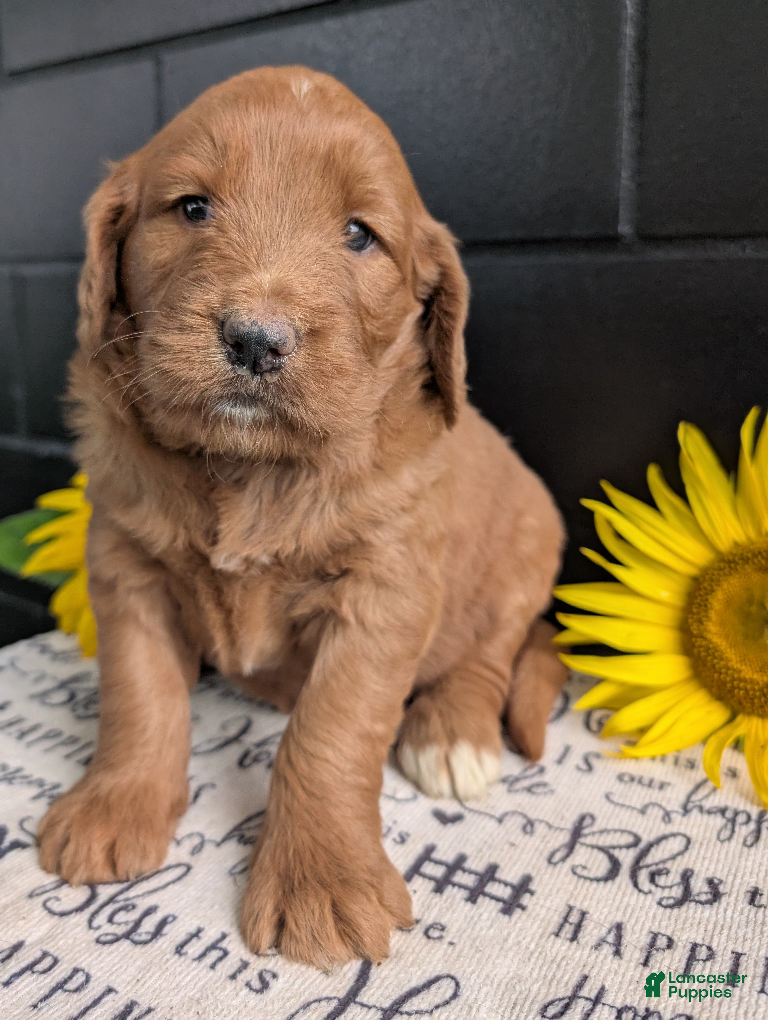 Goldendoodle dogs Misty - Ad 2