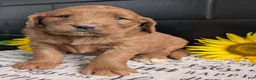 Goldendoodle dogs for sale: Misty - Ad 2