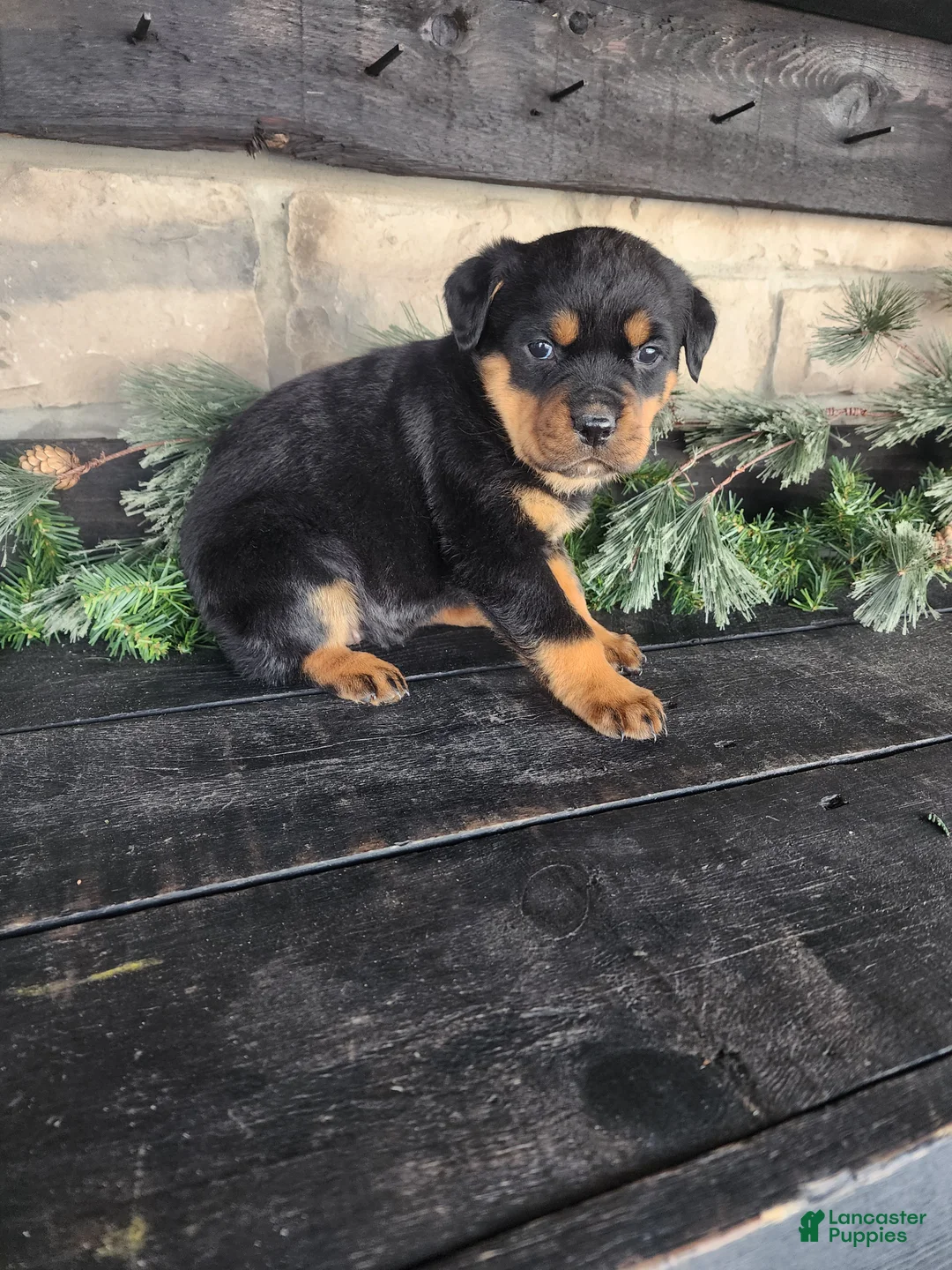 Rottweiler dogs for sale: Bailey  - Ad 4