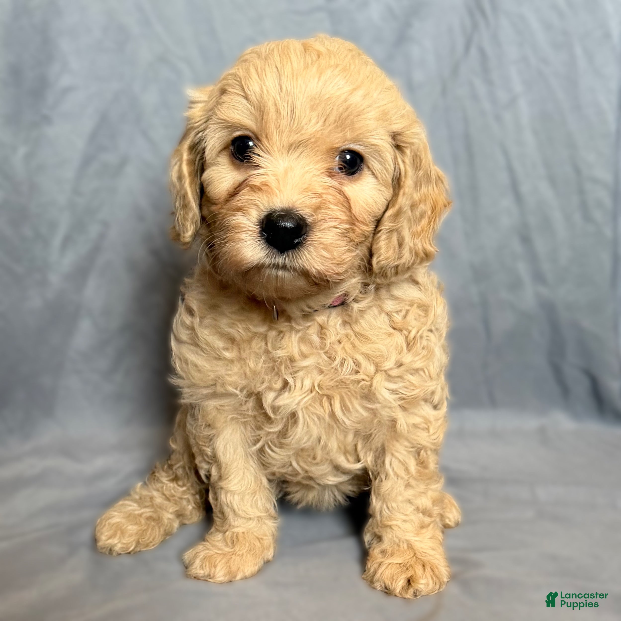 Mini Goldendoodle dogs Cutie - Ad 36