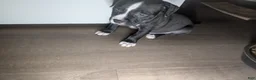 American Pit Bull Terrier dogs for sale: Taz - Ad 6