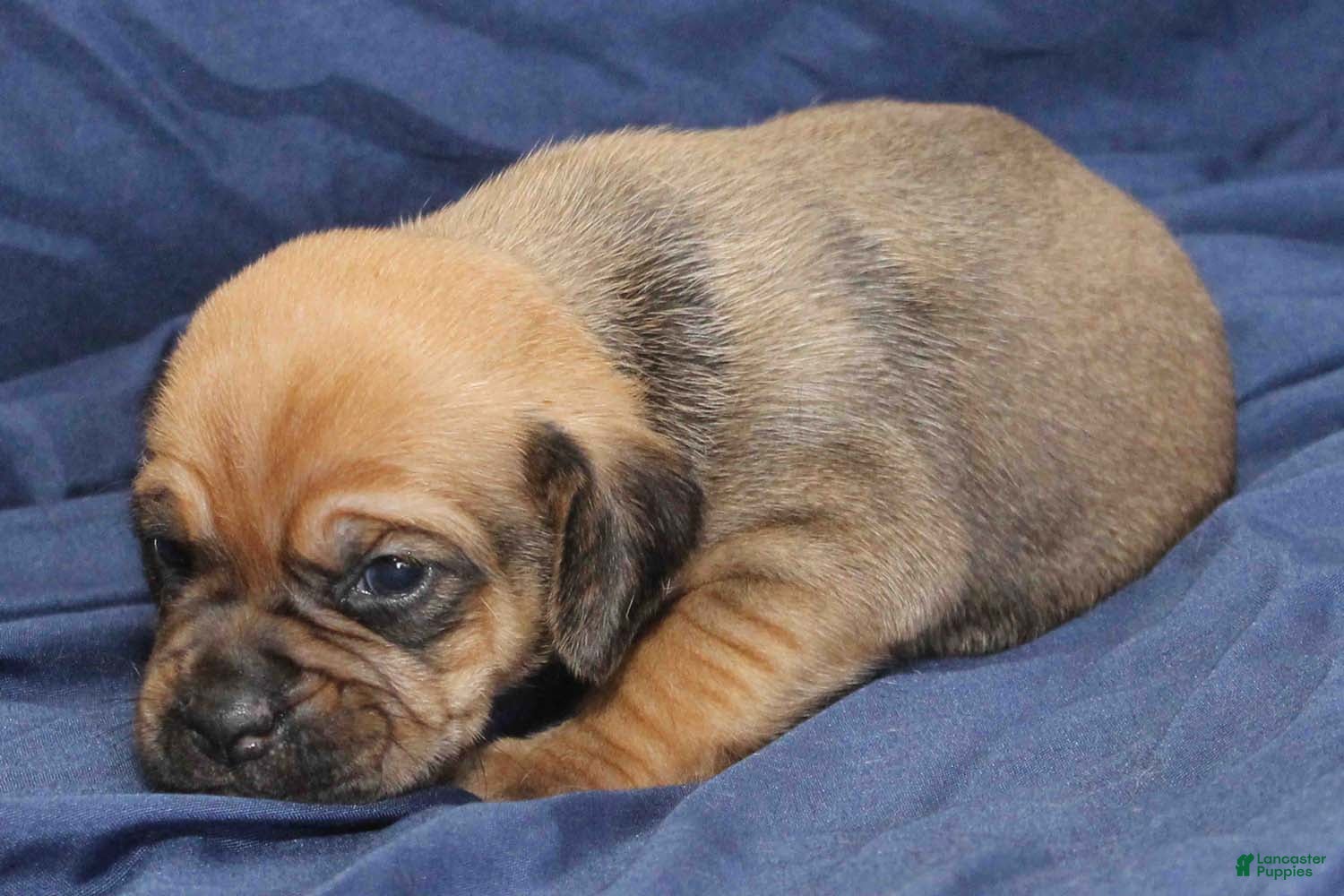 Puggle dogs for sale: Copper - Ad 2