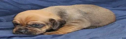 Puggle dogs for sale: Copper - Ad 2