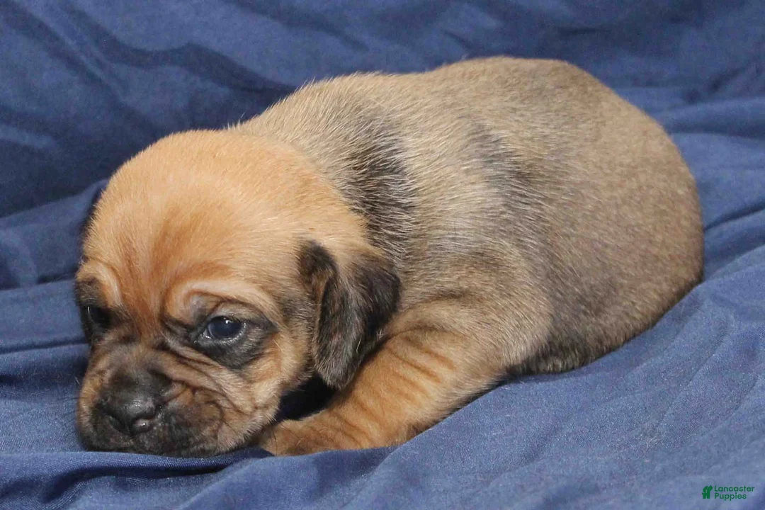 Puggle dogs for sale: Copper - Ad 2