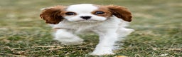 Cavalier King Charles Spaniel dogs for sale: Zelda - Ad 1