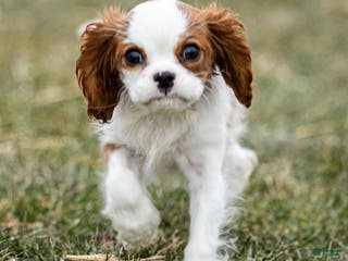 Cavalier King Charles Spaniel dogs Zelda - Ad 16