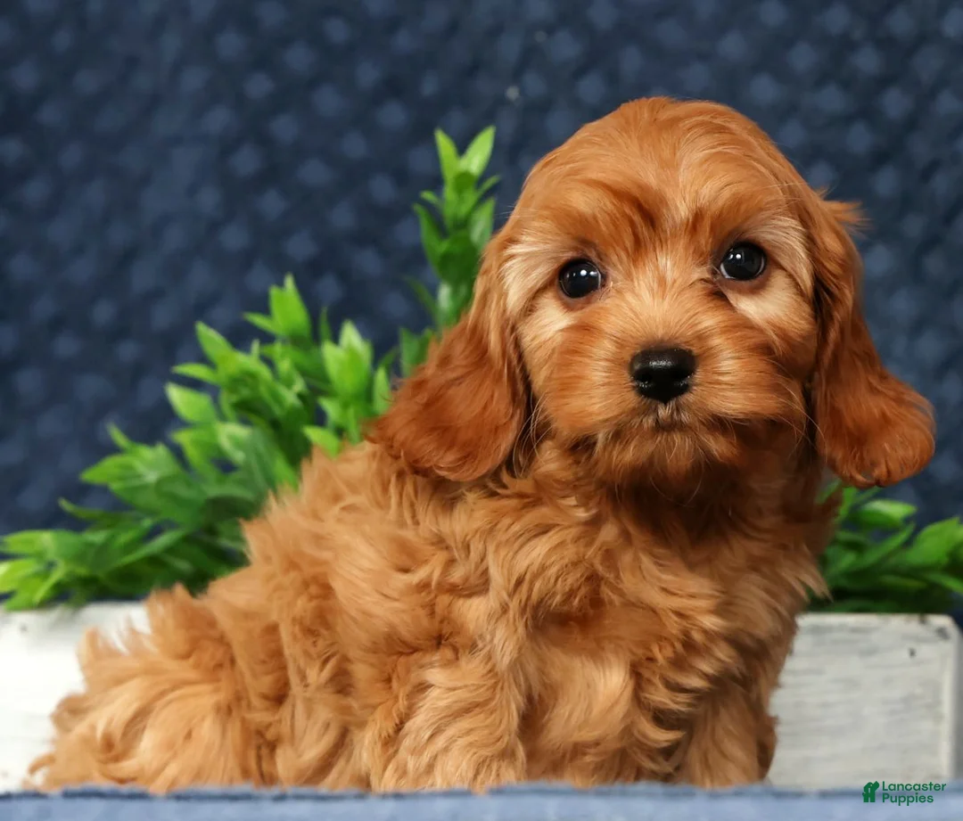 Cavapoo dogs for sale: Willie - Ad 2