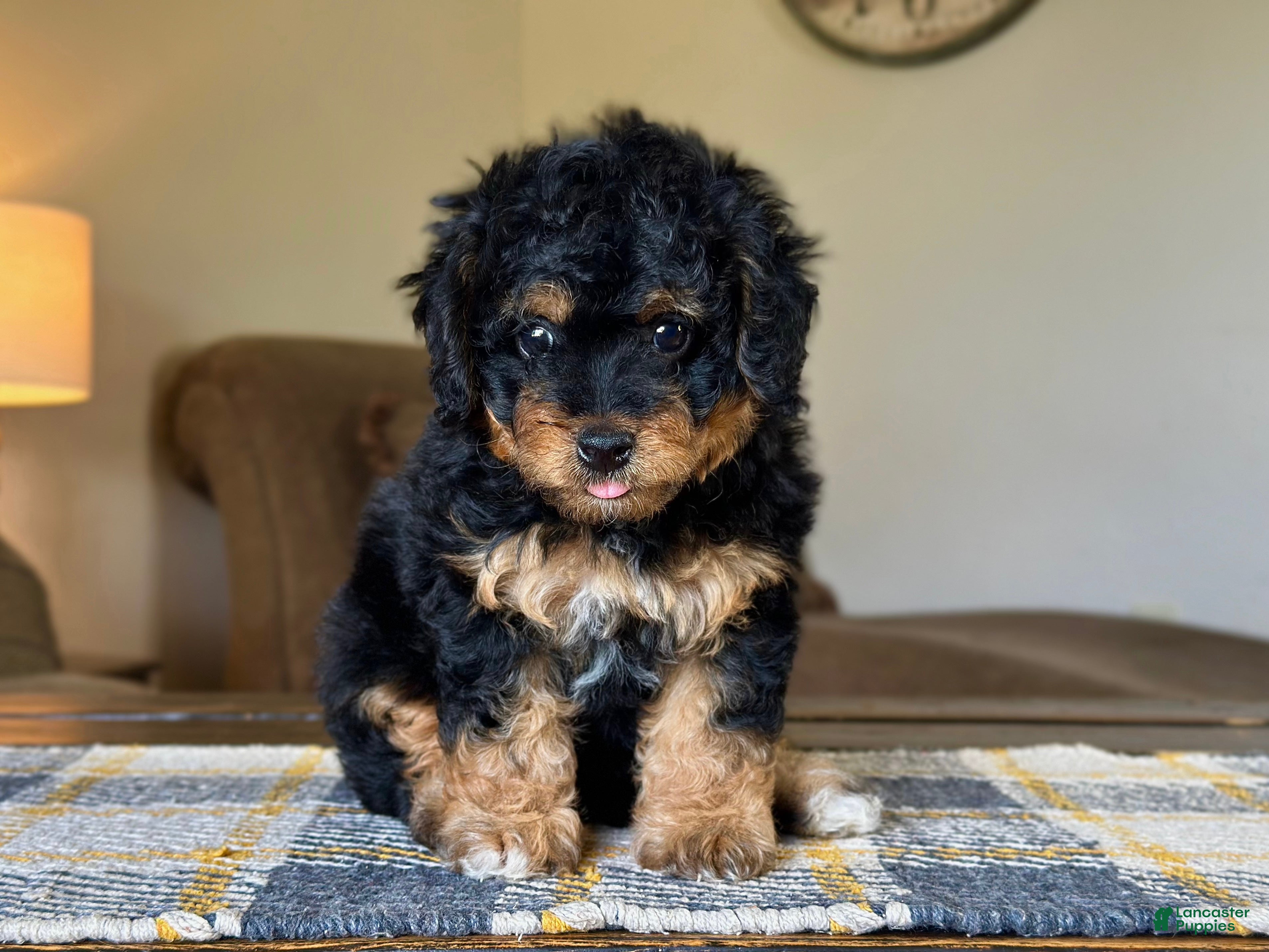 Mixed Breed dogs for sale: Black & Tan Micro Bernedoodle - Ad 1