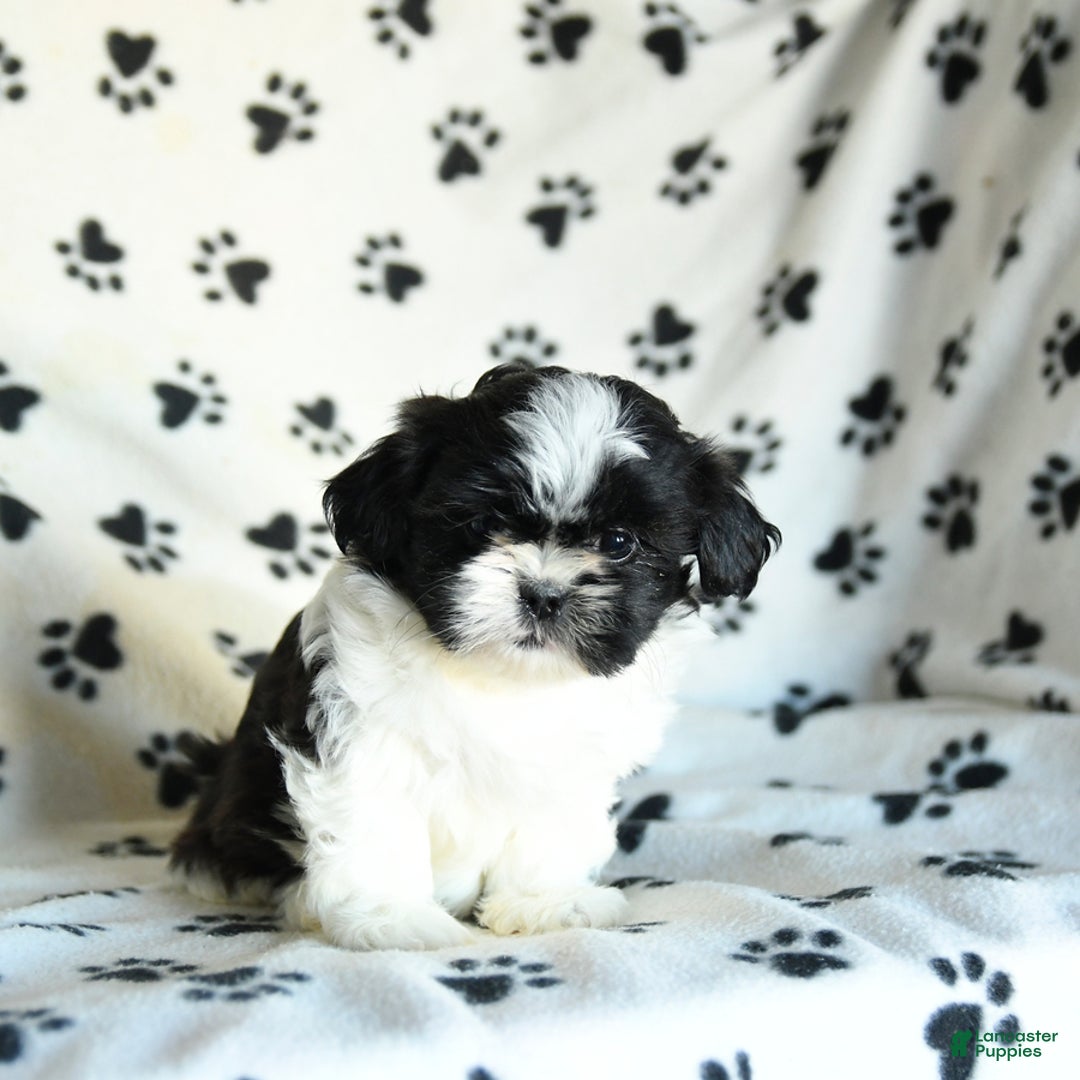 Shih Tzu dogs for sale: Nugget - Ad 2