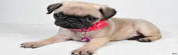 Pug dogs for sale: Angie - Ad 2