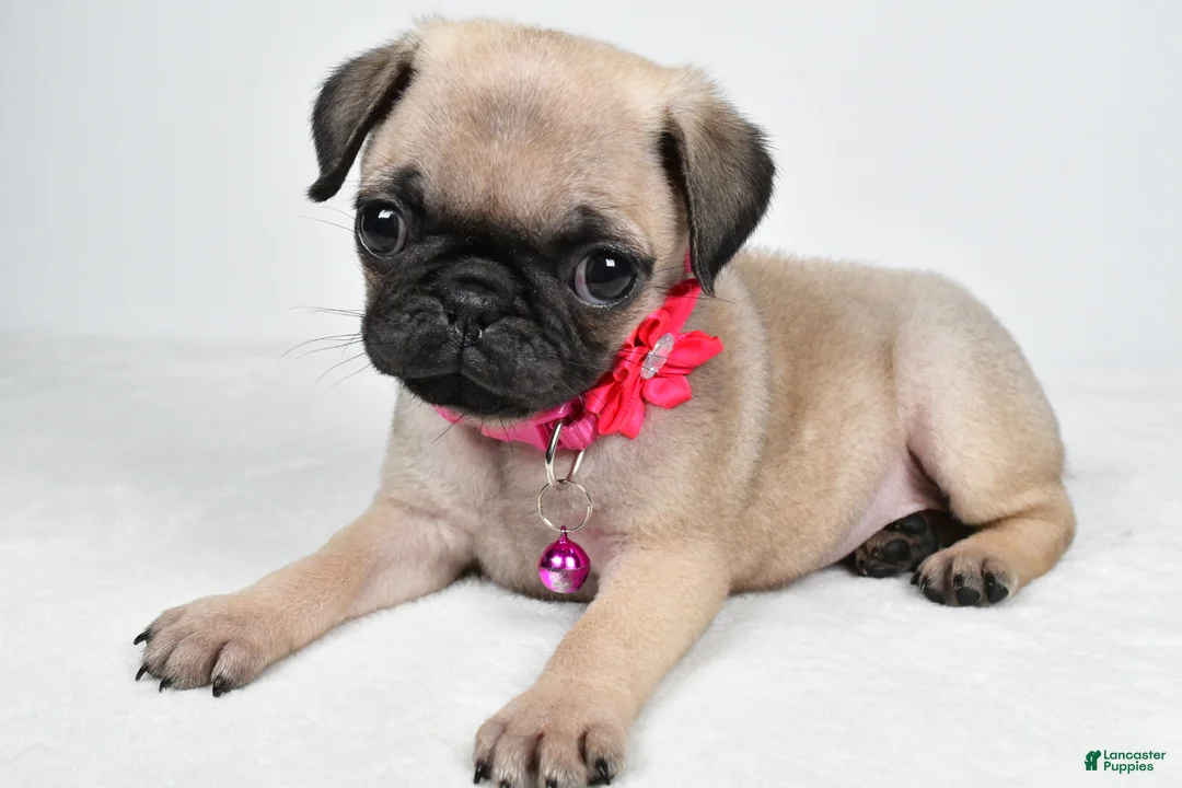 Pug dogs for sale: Angie - Ad 2