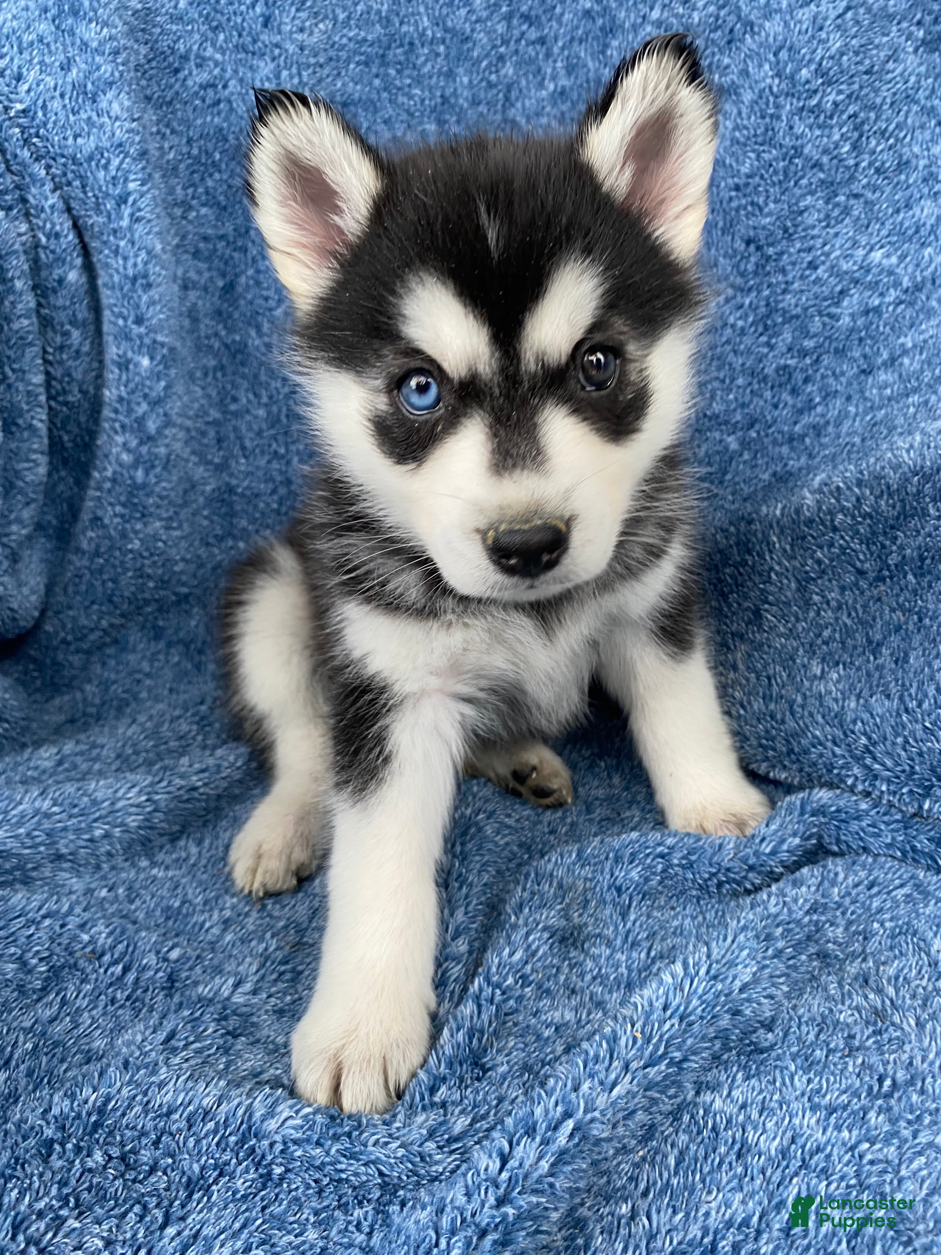 Siberian Husky dogs Jayla - Ad 30