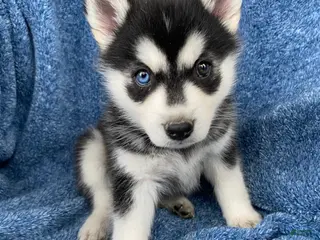 Siberian Husky dogs for sale: Jayla - Ad 1