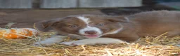 Border Collie dogs for sale: Tilly - Ad 5