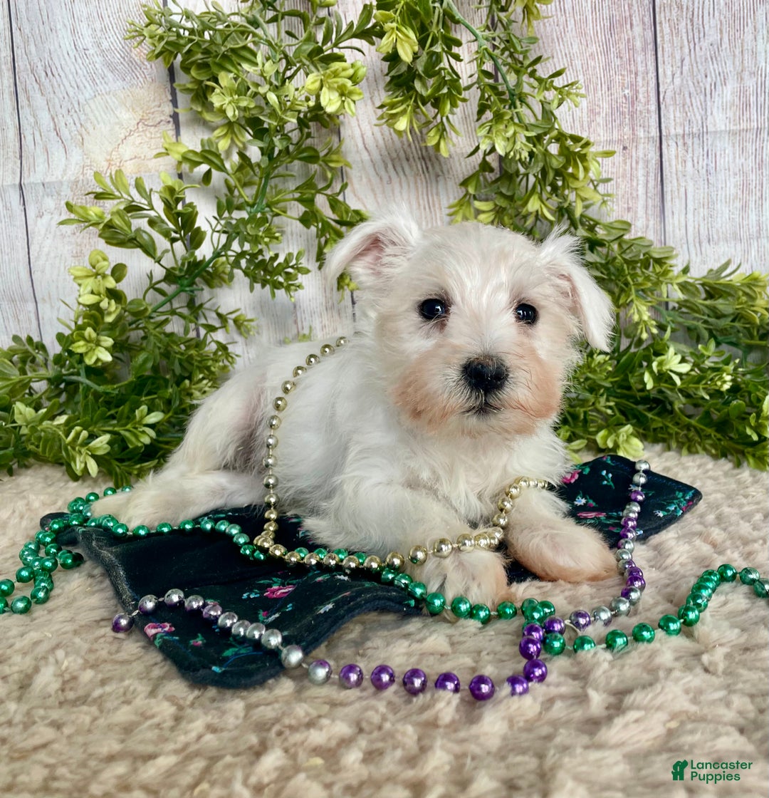 Miniature Schnauzer dogs for sale: Issy - Ad 7