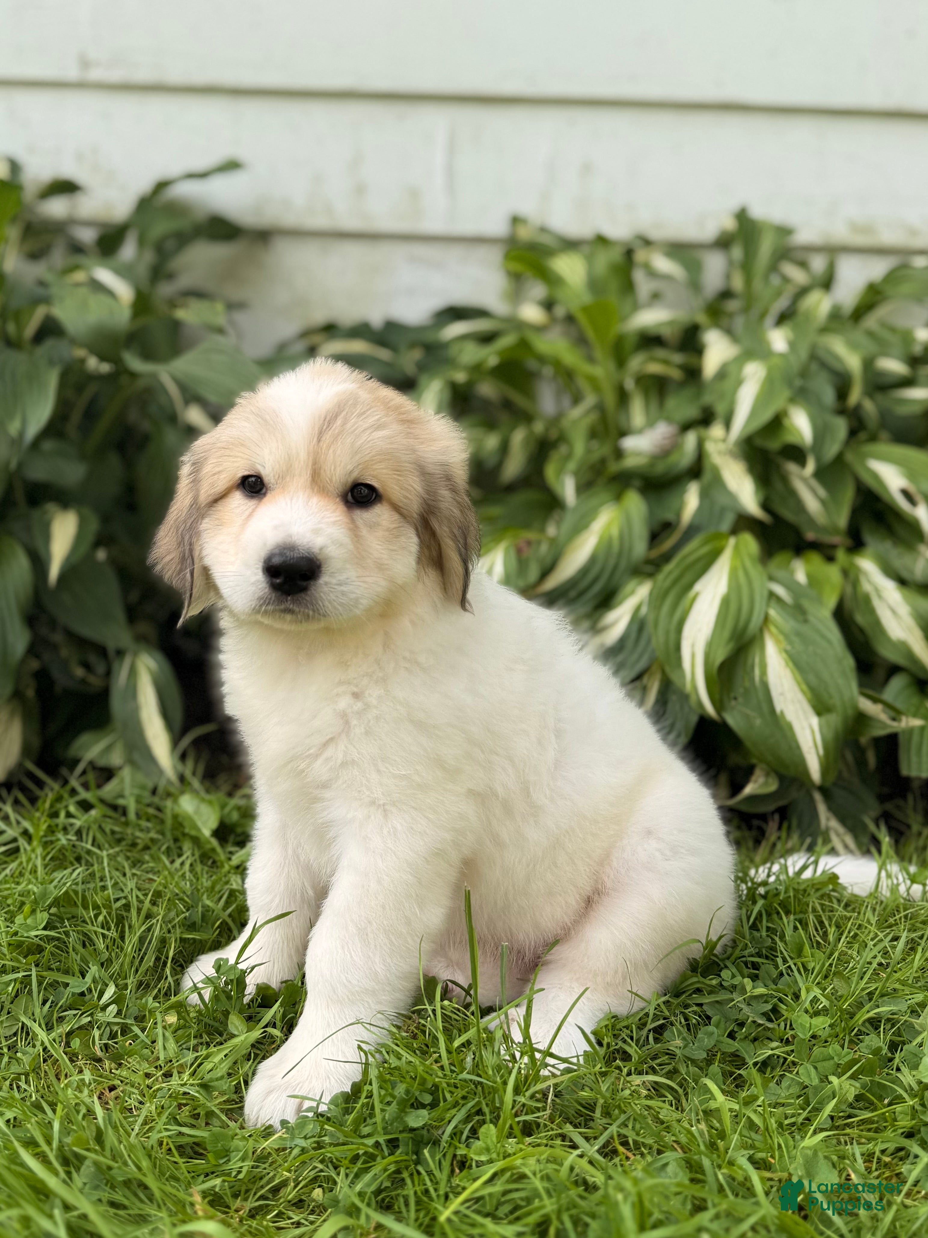 Great Pyrenees dogs Rhonda - Ad 1