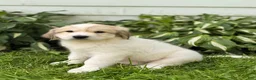 Great Pyrenees dogs for sale: Rhonda - Ad 9