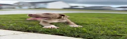 American Bully dogs for sale: American Bully Puppy 1 - Ad 8