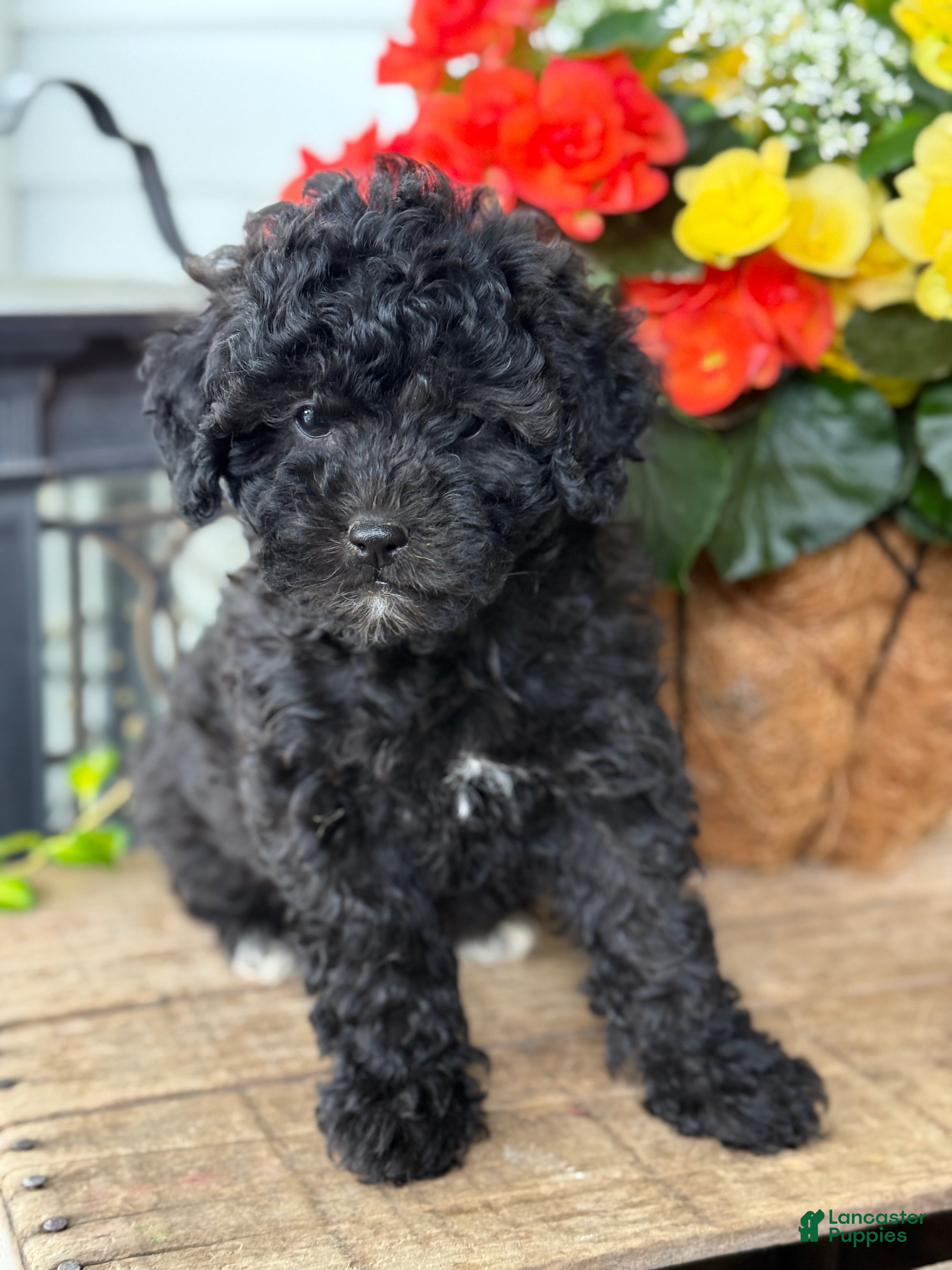 Mixed Breed dogs for sale: Queenie - Ad 2
