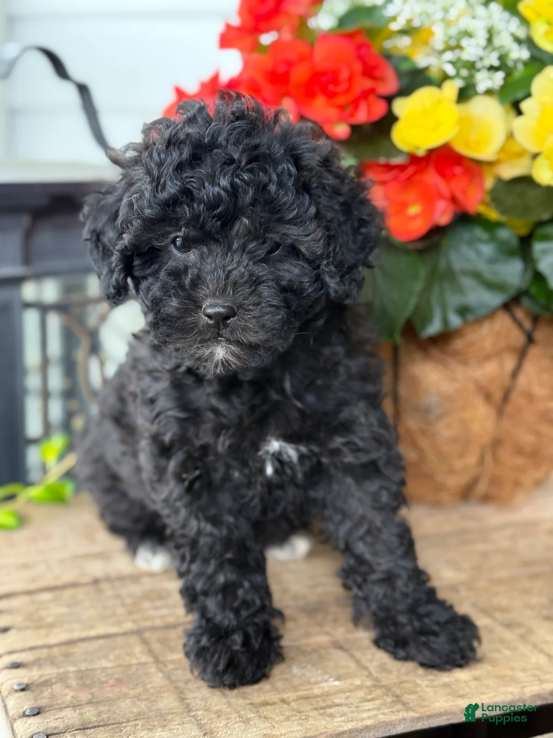 Mixed Breed dogs for sale: Queenie - Ad 1