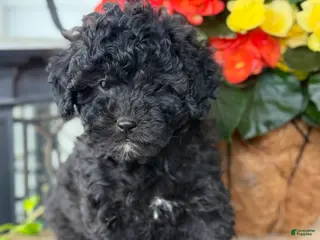 Mixed Breed dogs for sale: Queenie - Ad 2
