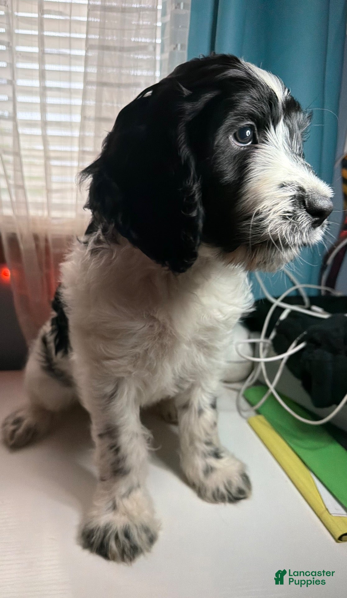 English Springer Spaniel dogs for sale: Boy Boy - Ad 1