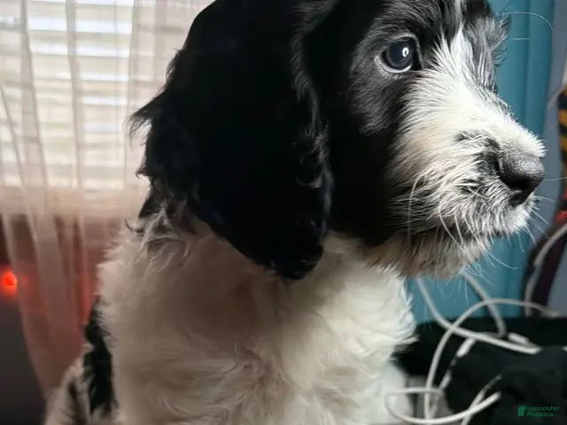 English Springer Spaniel dogs for sale: Boy Boy - Ad 1